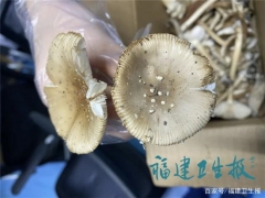 廈門男子吃完蘑菇半小時(shí)中毒進(jìn)ICU！快告訴家人千萬別亂吃 ()