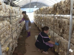 云南寧洱：“金頂側(cè)耳”新品食用菌試種成功 新產(chǎn)業(yè)為當(dāng)?shù)厝罕妿碇赂恍孪Ｍ?()