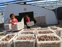 種植面積995萬平方米、從業(yè)人員10余萬人，惠民縣小菌菇撬動(dòng) ()