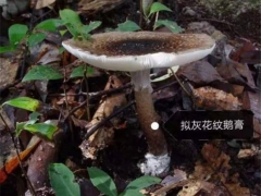 警惕！中山驚現(xiàn)大群劇毒鵝膏菌！千萬別采摘食用 ()
