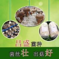 靈寶昌盛香菇菌種批發 819香菇菌種