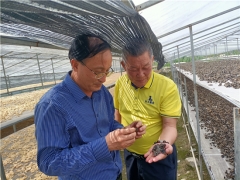 中國菌物學(xué)會(huì)理事長郭良棟赴貴州銅仁調(diào)研梵天菌業(yè)黑木耳生產(chǎn) ()
