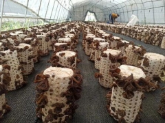 麗水援疆“云和師傅”技術助力，新和縣500多黑木耳種植農戶開始采收 ()
