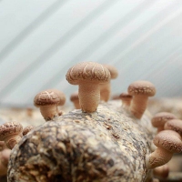 靈寶昌盛供應優質香菇菌棒廠家批發