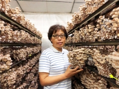 上海農科院譚琦團隊“香菇種質創(chuàng)新和系列新品種培育”相關科技成果  榮獲2020年上海市科技進步一等獎 ()