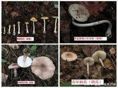 中疾控：11年來共報告10036起蘑菇中毒事件，云南、湖南報告最多 ()