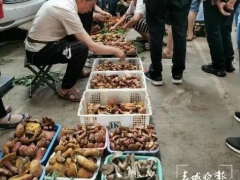 云南野生菌自由了！大降價！未見松茸身影 ()