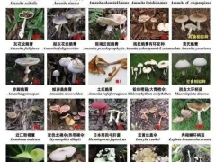 深圳：又到“菇毒”高發期，這些蘑菇千萬注意 ()
