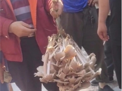 男子拎野生“傘把菇”遭圍觀，被1800元買走，目擊者：四五斤重 ()