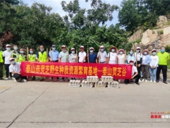 泰山赤靈芝菌包首次大規模“反哺”泰山 ()