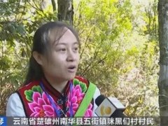 松茸一公斤600元！云南楚雄野生菌交易火爆，產量增價格升 ()