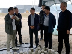 山西嵐縣縣委副書記、縣長喬云調(diào)研食用菌產(chǎn)業(yè)發(fā)展 ()