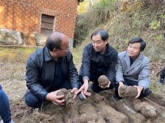 中科院微生物研究所、湖北省中醫院專家教授赴黃岡英山、羅田茯苓基地開展調研工作 ()