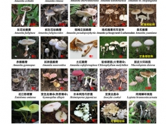 緊急擴散！高達400多種，嚴重可致死！ ()