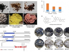 平菇也能穿花衣？科學家揭示菌蓋顏色調控機制 ()