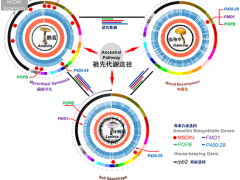 世界上最毒蘑菇是如何煉成的？——昆明植物所在毒蘑菇鵝膏環(huán)肽毒素合成機(jī)制研究中取得重要進(jìn)展 ()
