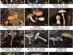 謹防野生菌中毒！云南省消費者協會發出警示 ()
