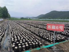 勃利縣黑木耳菌株榮獲第一屆黑龍江省專(zhuān)利獎(jiǎng)銀獎(jiǎng) ()