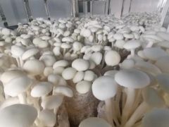 昆明食用菌研究所茶薪菇新品種“中菌白茶1號(hào)”通過(guò)專(zhuān)家組鑒定 ()