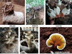 中國(guó)熱科院創(chuàng)建食用菌生態(tài)循環(huán)模式 助力海南農(nóng)業(yè)綠色發(fā)展 ()