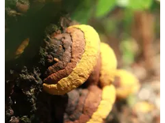 湖北省農(nóng)科院食用菌加工團(tuán)隊(duì)在桑黃多糖調(diào)節(jié)腸道菌群、增強(qiáng)免疫力研究方面取得進(jìn)展 ()