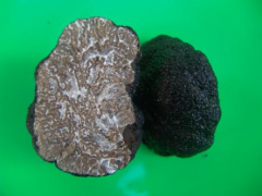 中國(guó)瀕危物種中華夏塊菌在世界上首次仿野生種植成功 ()