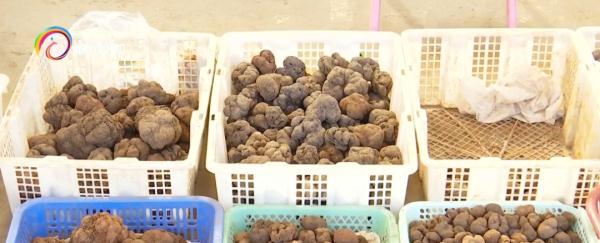 羊肚菌大降價！松露價格漲一倍，約2000元/公斤...