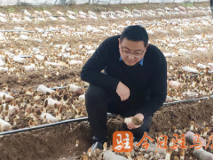 河南駐馬店：省食用菌產業技術體系專家走進羊肚菌生產基地開展工作調研 ()
