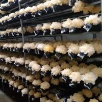 雪菲寵耳銀耳珍好如此多膠常年供應