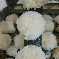 干銀耳雪菲寵耳健康養生之選延年益壽之品