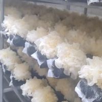河北滄州雪菲寵耳銀耳健康養生之選延年益壽之品