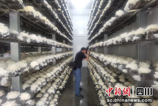  圖為通江銀耳產(chǎn)業(yè)生產(chǎn)車(chē)間一角。苗志勇 攝