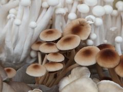 從“賣花菇”轉向“賣品牌”！十堰市食用菌產業研究院揭牌 ()