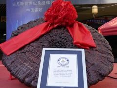 世界最大赤靈芝！象山企業種出的！ ()