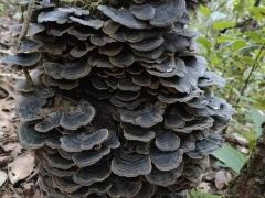罕見(jiàn)！鎮(zhèn)沅發(fā)現(xiàn)特大野生云芝 ()