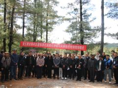 玉溪澄江：探索羊肚菌林下經濟發展新路徑