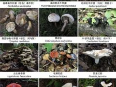 收錄1341個(gè)物種！云南在全國(guó)率先發(fā)布省級(jí)大型真菌圖志 ()
