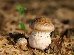 中科院微生物所趙瑞琳團隊與多個單位合作推出大球蓋菇菌株精準鑒