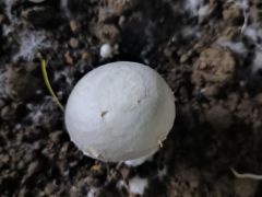 “這輩子就想把蘑菇種明白”