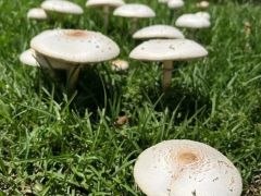 南卡州蘑菇頻現(xiàn)？專家：雨水豐沛讓真菌“集體出動(dòng)”
