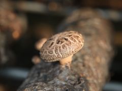 香菇豆腐科學搭配：補鈣護免疫的黃金組合！