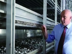 70歲荷蘭工程師扎根中國，教會3000多人如何種蘑菇