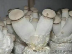 袋栽杏鮑菇生產技術規程