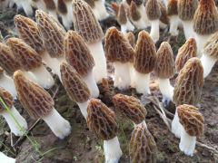 羊肚菌栽培技術規范